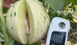 炫舞吃瓜详细经过,揭秘背后真相与争议