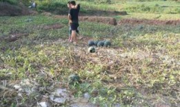 梦见在小瓜地里摘瓜吃