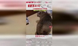 吃瓜小奶猫,揭秘宠物界的“八卦达人”