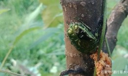 什么虫吃瓜叶,探究那些吞噬绿叶的神秘生物