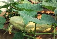 瓜的叶子可以吃,叶中珍馐的绿色诱惑