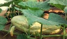 瓜的叶子可以吃,叶中珍馐的绿色诱惑