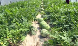 瓜州吃瓜事件最新进展,最新进展揭示惊人内幕