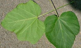 拜神吃瓜,探寻民间信仰与休闲生活的奇妙融合