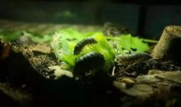 吃瓜开门,揭秘娱乐圈背后的秘密与真相