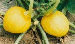 宝栗瓜怎么吃,解锁美味新体验