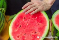 吃瓜学校山东,揭秘校园里的独特文化现象