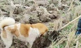 猫狗情侣吃瓜,共享欢乐时光