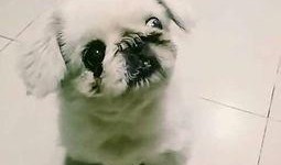 小萌鱼吃瓜,揭秘海洋中的趣味故事