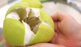 韩国老爸吃蜜瓜视频,甜蜜瞬间引发网友热议