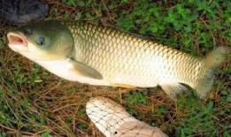 草鱼吃茭瓜吗,探究草鱼是否喜食茭瓜的奥秘