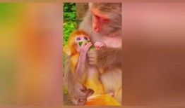 婴猴吃瓜,萌趣瞬间捕捉童年纯真