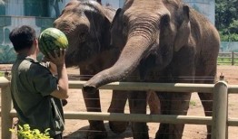 大象吃瓜生气,一场生态与情感的碰撞