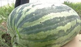 背锅吃瓜图片大全,背锅吃瓜背后的故事与笑料