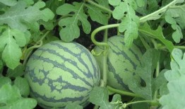 怎么组织别人吃瓜,揭秘如何巧妙组织一场吃瓜狂欢