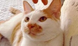 可怕视频吃瓜,吃瓜群众揭秘可怕事件真相