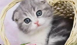 小猫吃网纹瓜好吗图片,萌趣瞬间捕捉