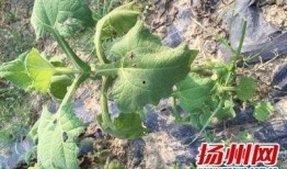 扬州吃瓜大队,揭秘扬州美食背后的故事