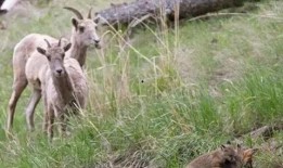 狗獾吃瓜吗,揭秘它们是否吃瓜