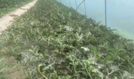 唱歌棚吃瓜,揭秘唱歌棚里的欢乐时光