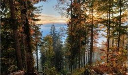 吃瓜群众森林漫步,揭秘“吃瓜群众”的趣味生活