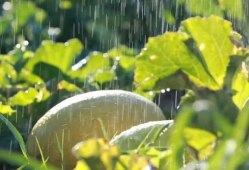 瓜州吃西瓜,尽享西瓜盛宴