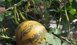 吃瓜放籽,揭秘吃瓜放籽的奇妙之旅