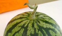 吃瓜会被晒死,揭秘为何吃瓜会被晒死