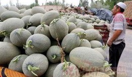 密瓜和哈密瓜怎么吃,多味食法大揭秘