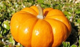 秋季吃大瓜,秋季美食新体验