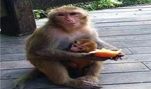 婴猴吃瓜,萌趣瞬间捕捉童年纯真