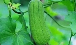 秋后吃三瓜图片,三瓜佳肴，尽享丰收美味