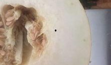 狗吃伊丽莎白瓜,揭秘狗吃伊丽莎白瓜的奇妙之旅