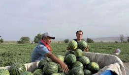 凉山昭觉吃瓜,瓜果飘香，品味田园生活