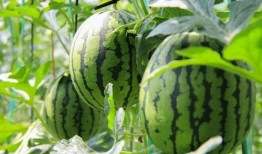 吃瓜网站免费进,免费进入吃瓜网站的秘密通道