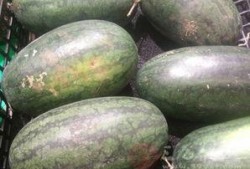 生瓜哺乳期可以吃吗,营养与安全的探讨