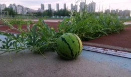 吃燕大的瓜,一场校园“吃瓜”盛宴