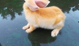 小黄兔吃瓜,小黄兔的甜蜜瓜果时光