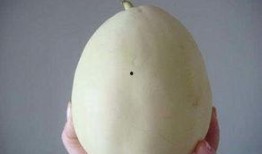 沙特吃白兰瓜,白兰瓜的独特风味探索