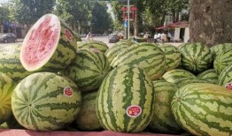 米皮吃瓜,揭秘美食与娱乐的跨界融合