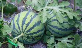 拍瓜吃瓜,揭秘瓜界风云录