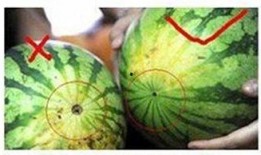 吃瓜不甜的原因,吃瓜不甜的惊人真相