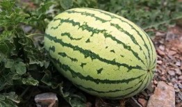 吃瓜0.5块,0.5元尽享美味