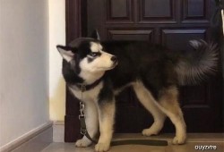 哈士奇真正的吃瓜,哈士奇的真实“吃瓜”生活揭秘