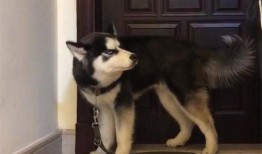 哈士奇真正的吃瓜,哈士奇的真实“吃瓜”生活揭秘