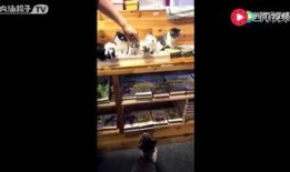 超级吃瓜现场视频下载,视频下载背后的精彩瞬间