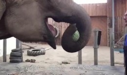 大象吃的瓜,探寻瓜果的奇妙世界