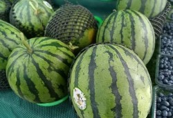 建德市吃瓜,瓜果飘香，品味夏日田园风情