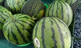 建德市吃瓜,瓜果飘香，品味夏日田园风情