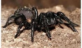 蜘蛛人吃瓜,揭秘超级英雄的休闲时光